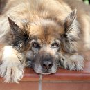 FVCW (02)-Junker-Gottfried